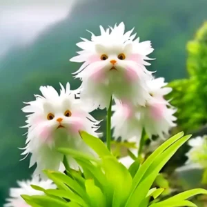 ❤️‍🔥🇺🇸GFOUK® Dazzle Blossom Seeds